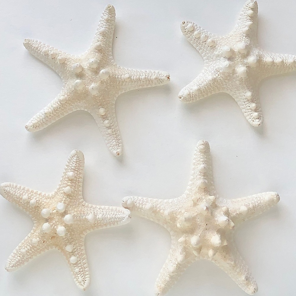 Set of 4 Sea Stars / Starfish